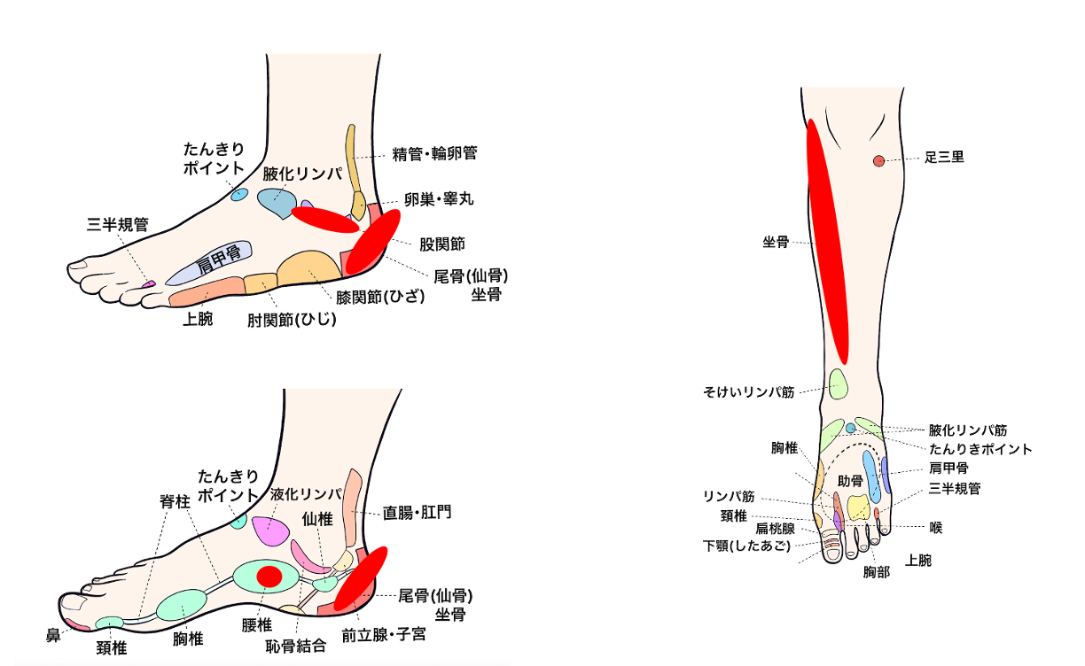 https://footsleeplab.co.jp/wp-content/uploads/2024/02/%E5%9D%90%E9%AA%A8.png